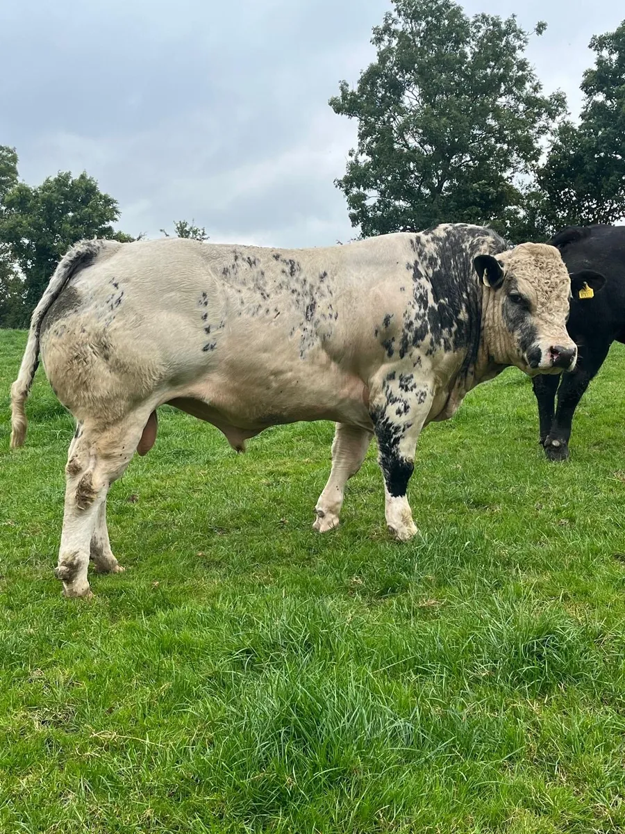 2 Super BBX Bulls - Image 1