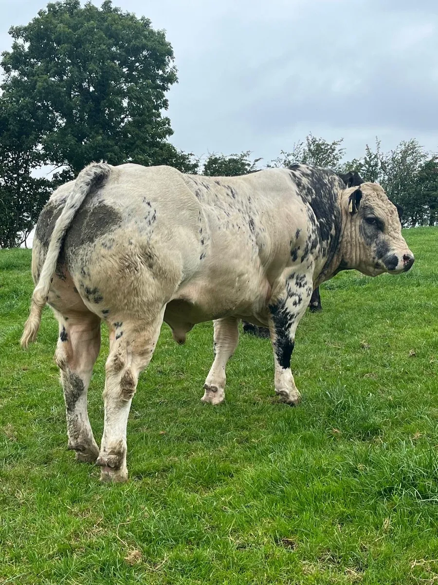 2 Super BBX Bulls - Image 4