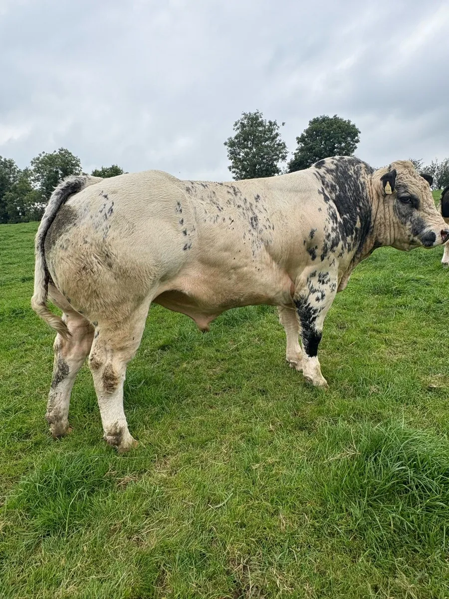 2 Super BBX Bulls - Image 3