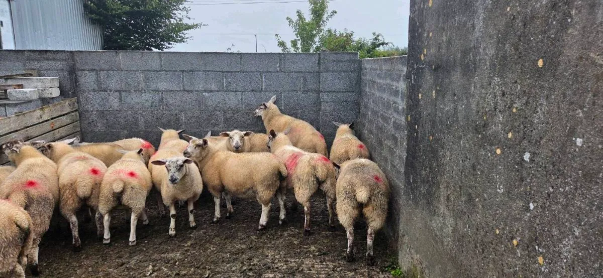 Ewe lambs - Image 1