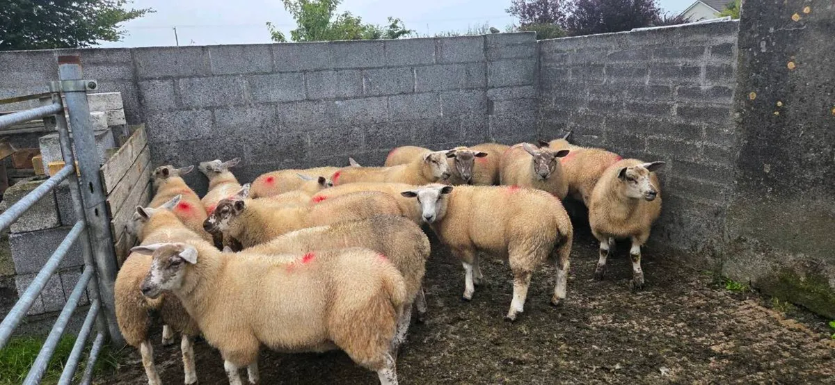 Ewe lambs - Image 2