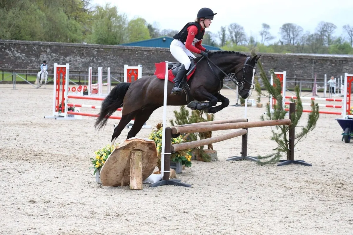 13.2hh Jumping Pony - Image 2