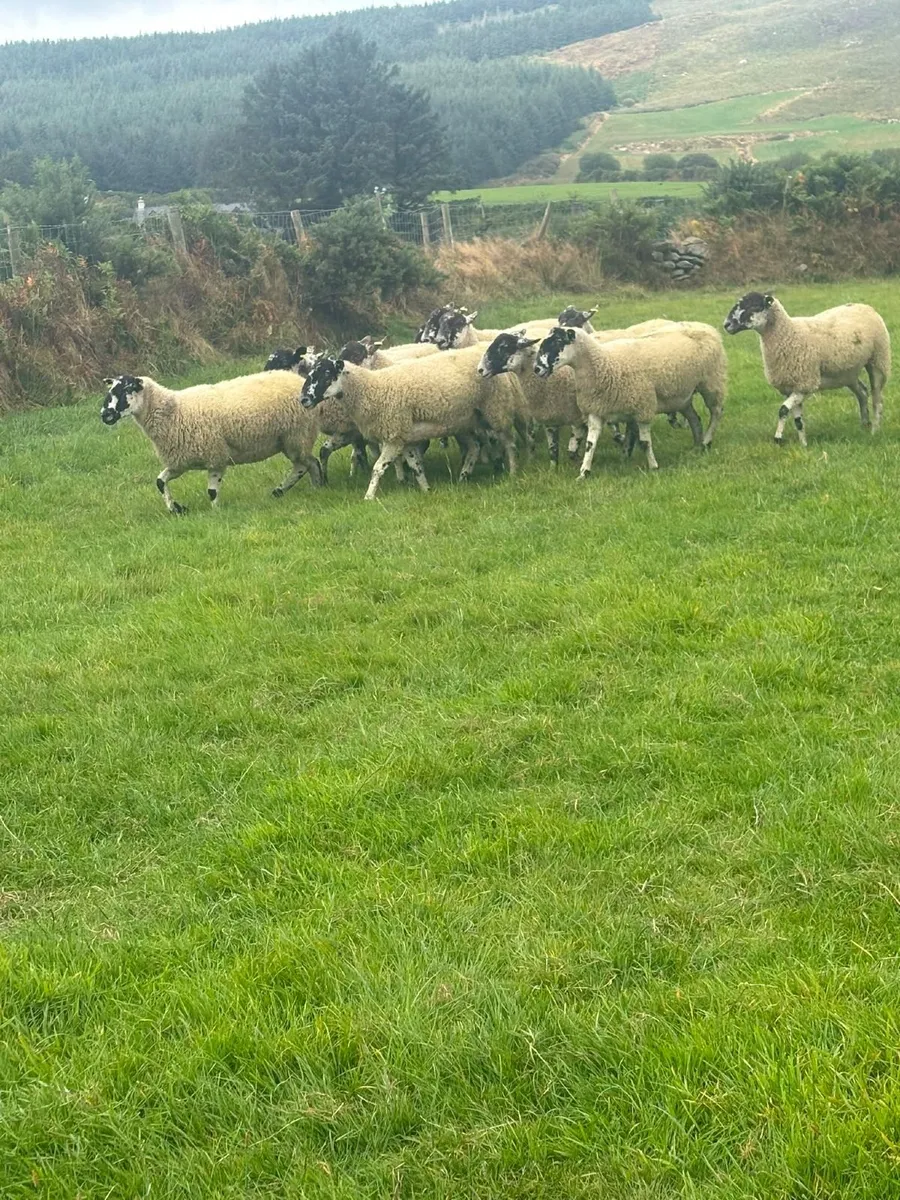 Mule hoggets - Image 3