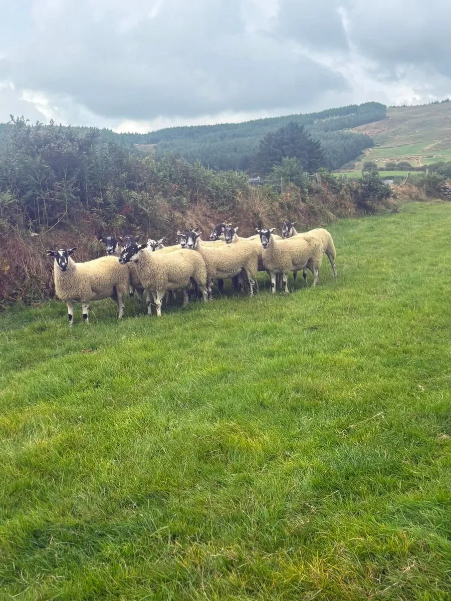 Mule hoggets - Image 4
