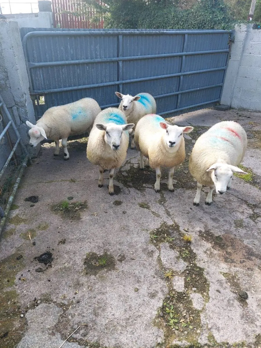 Texel Ewe lambs - Image 1