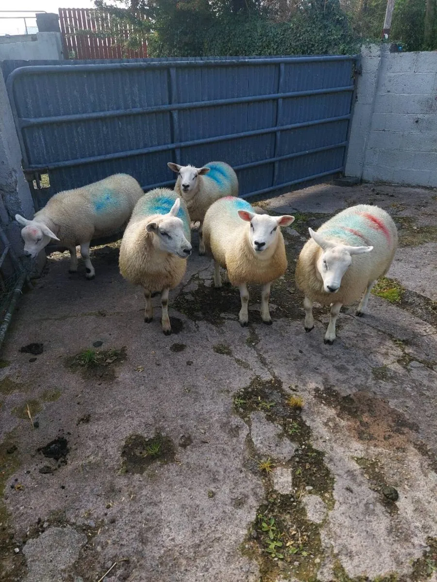 Texel Ewe lambs - Image 2