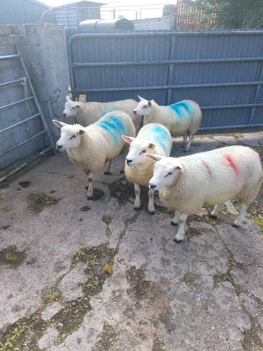 Texel Ewe lambs - Image 3