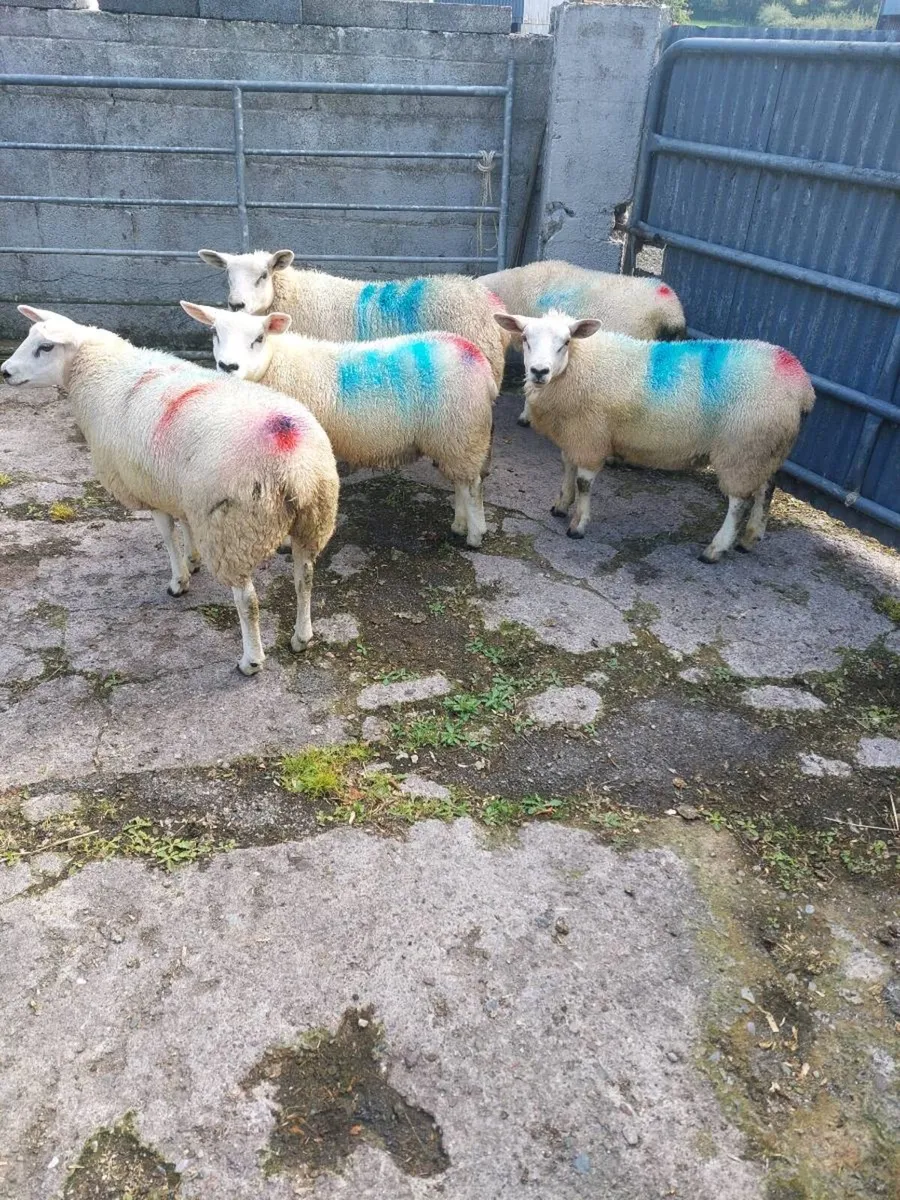 Texel Ewe lambs - Image 4