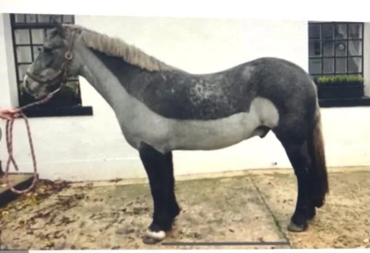 All-Rounder Pony - Image 4