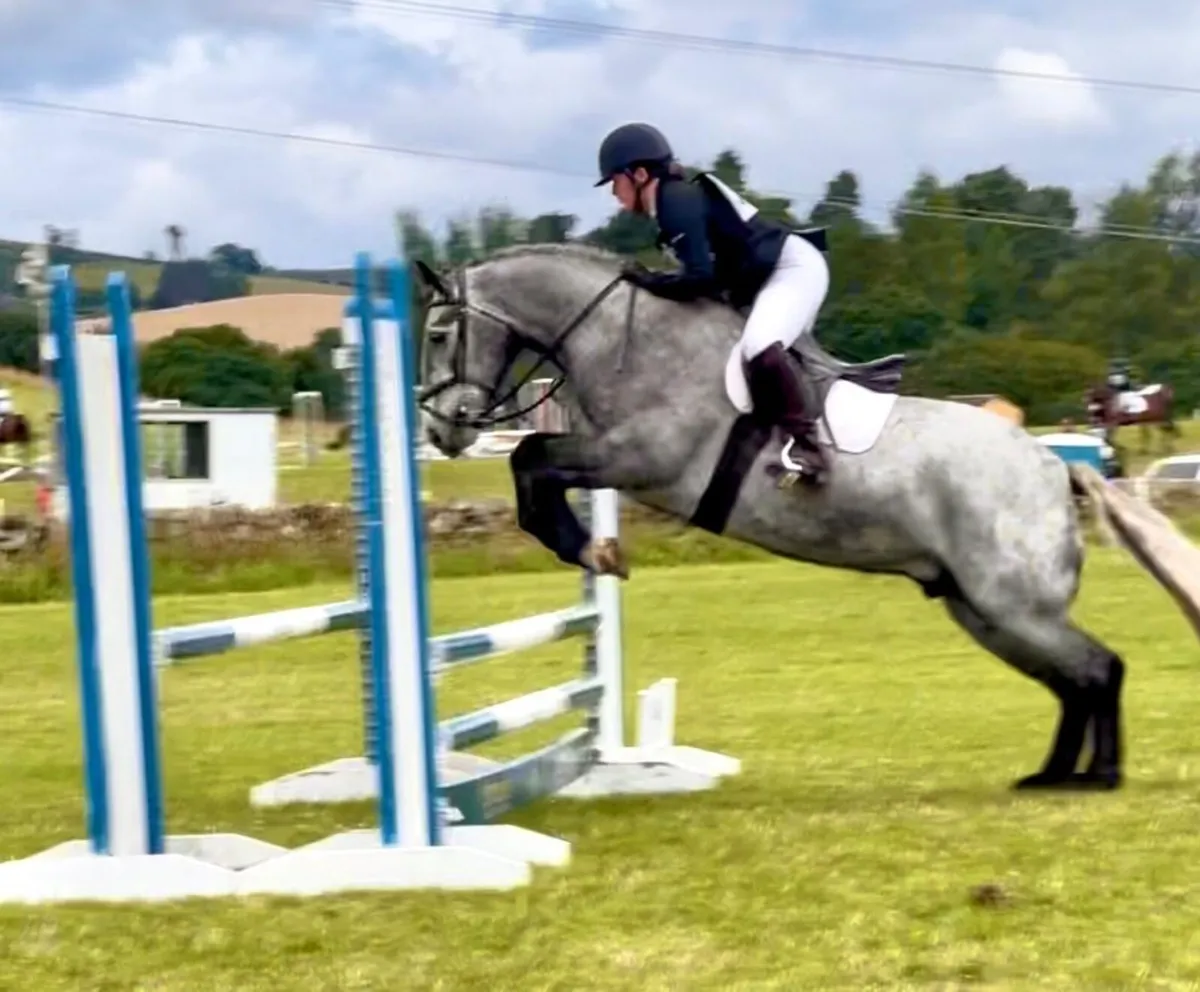 All-Rounder Pony - Image 2