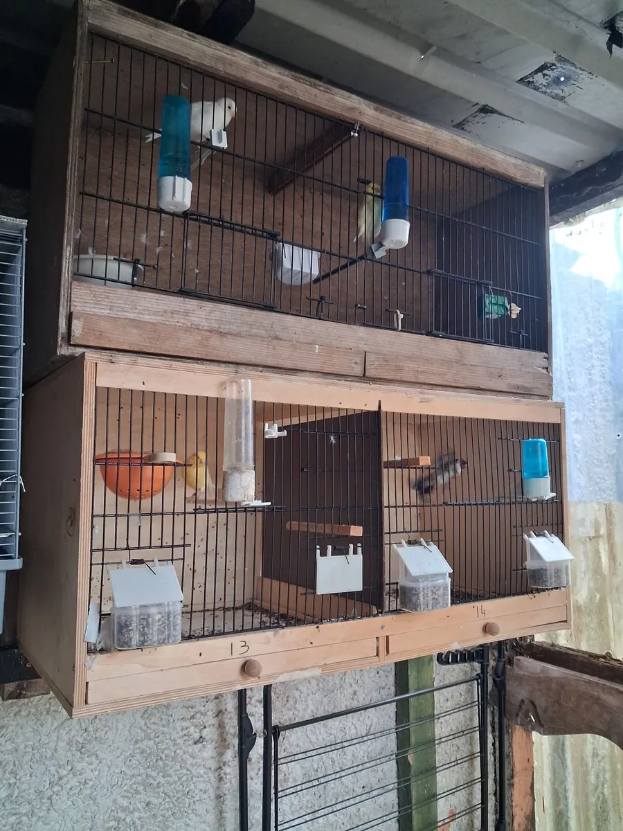 Canary s - Image 1