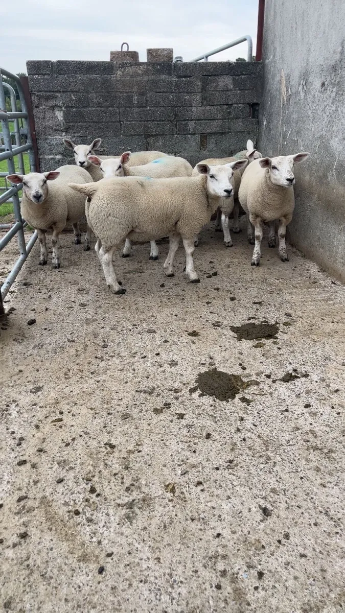 Ewe lambs - Image 4