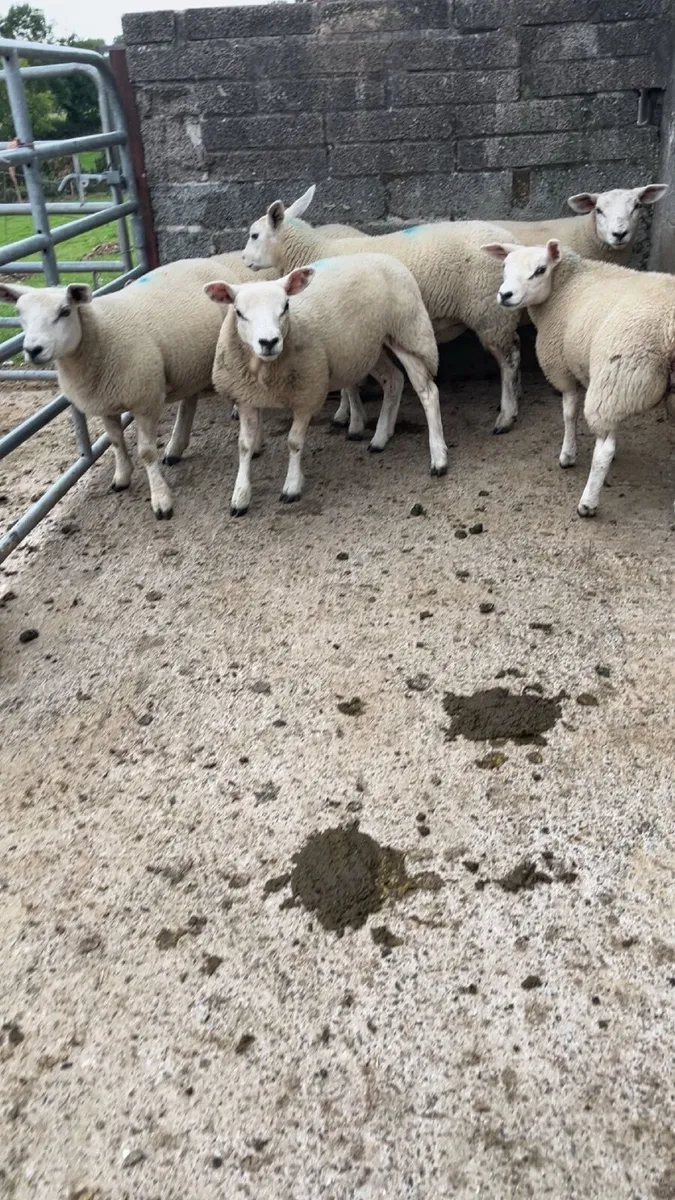Ewe lambs - Image 2