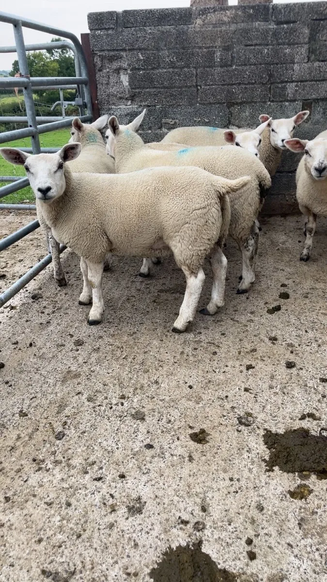 Ewe lambs - Image 3