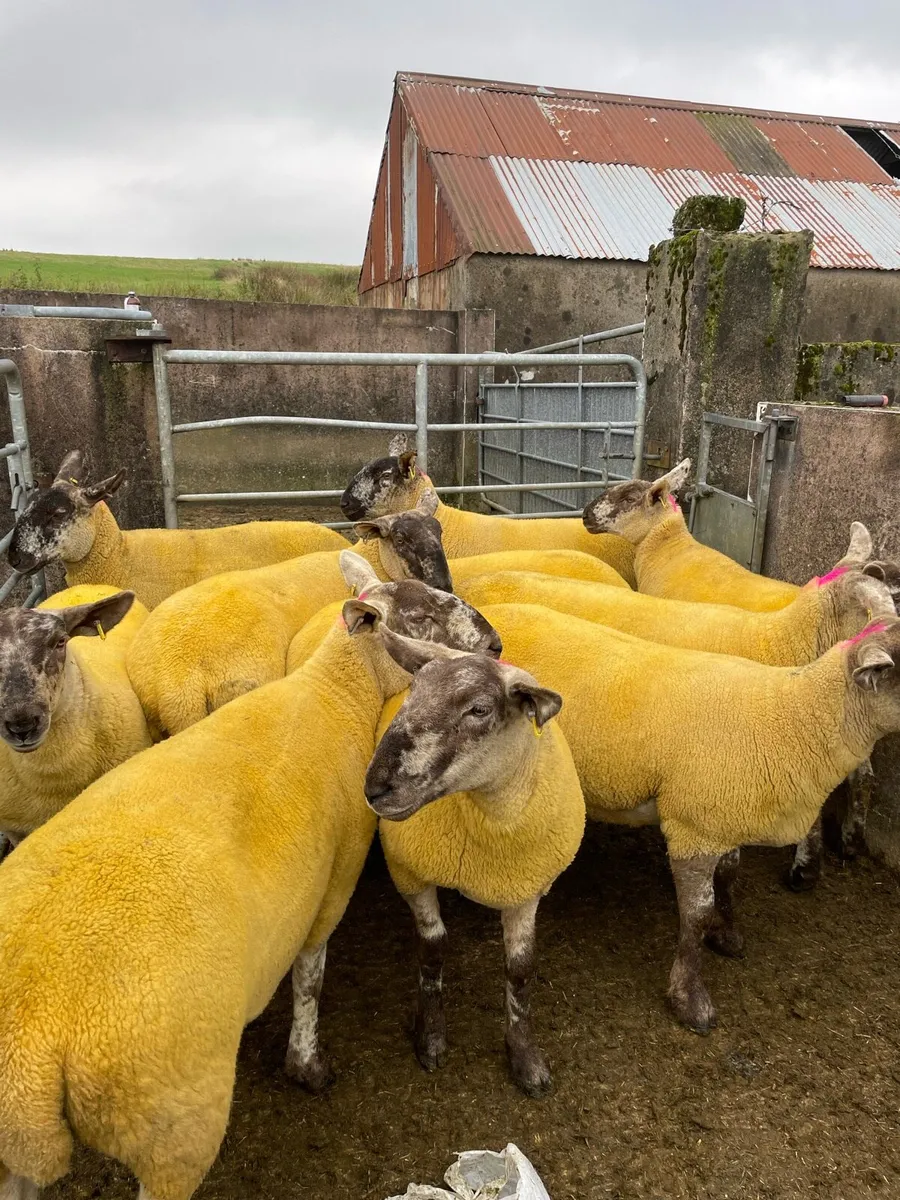 Sheep - Image 1