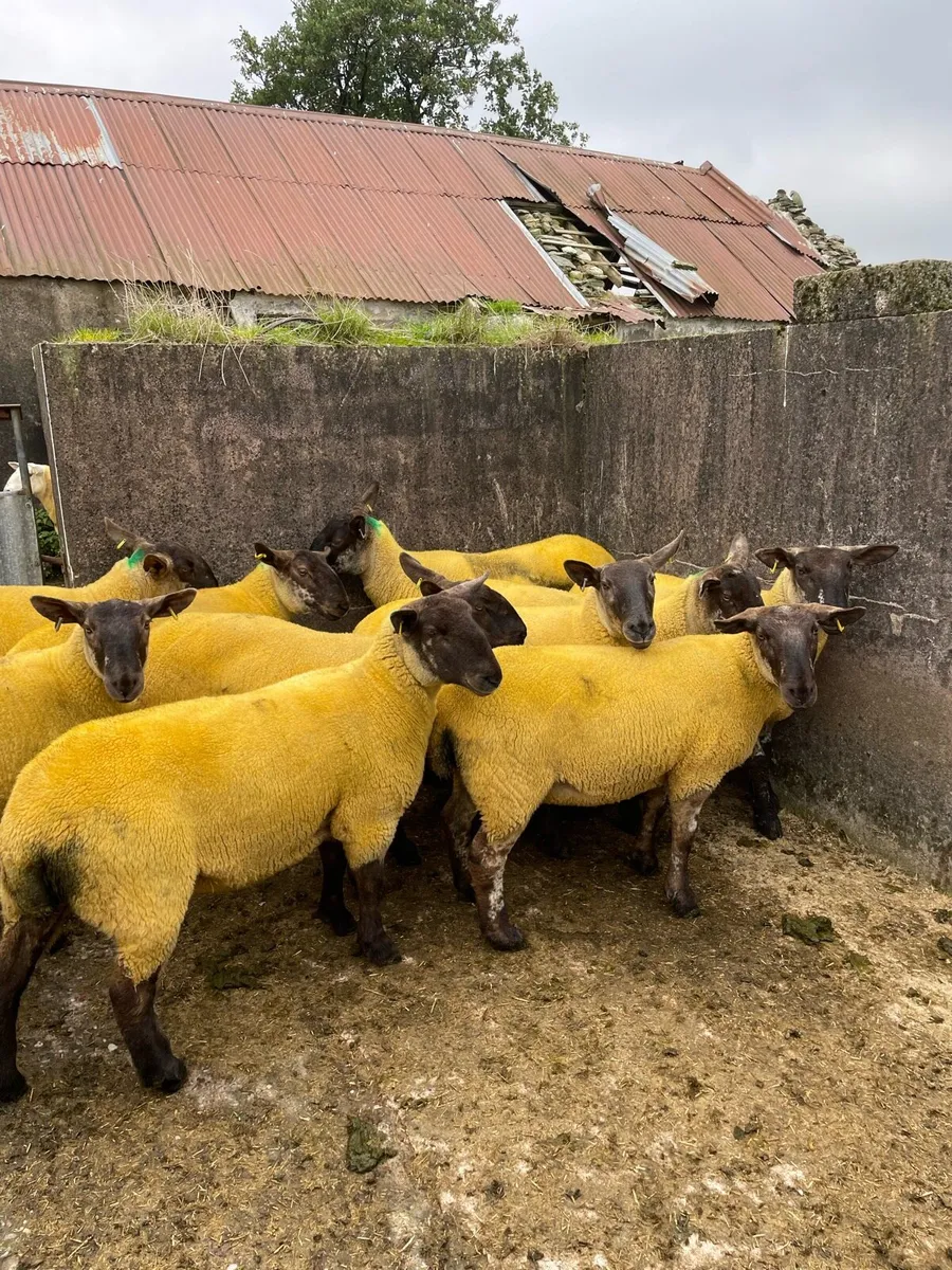 Sheep - Image 2