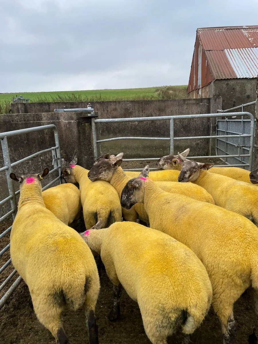 Sheep - Image 3