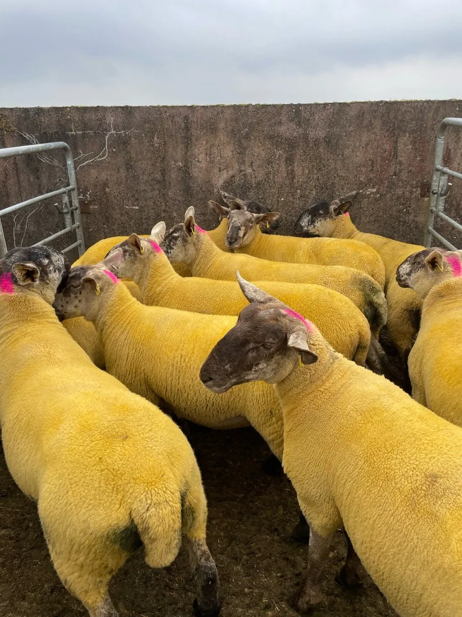 Sheep - Image 4