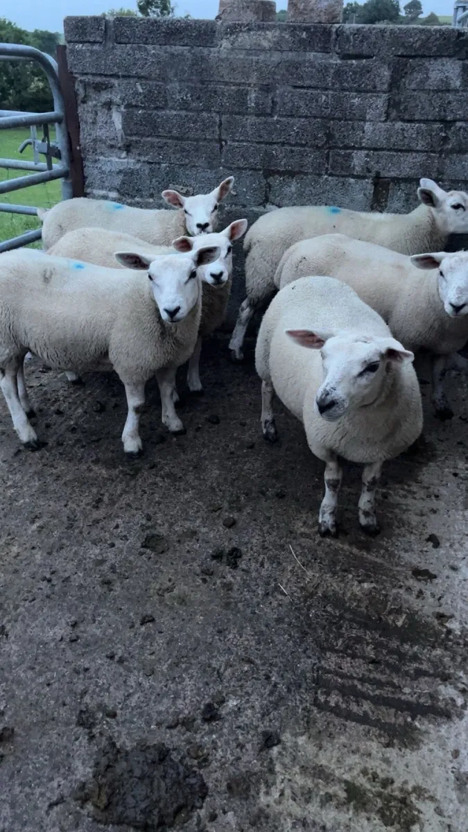 Ewe lambs - Image 1