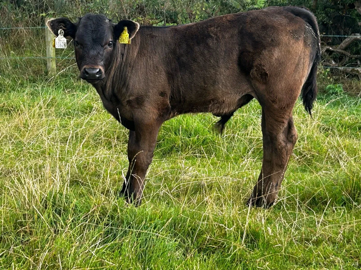 Limousin Bull Calf - Image 2