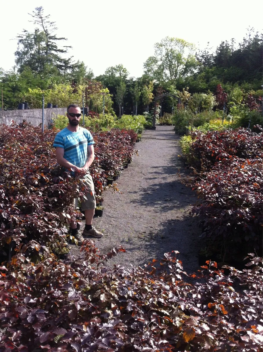 Hedging - Image 1
