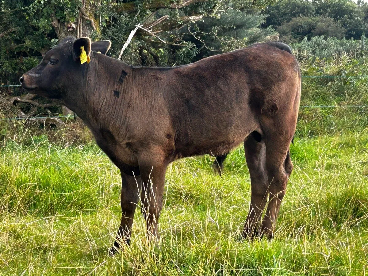 Limousin Bull Calf - Image 3