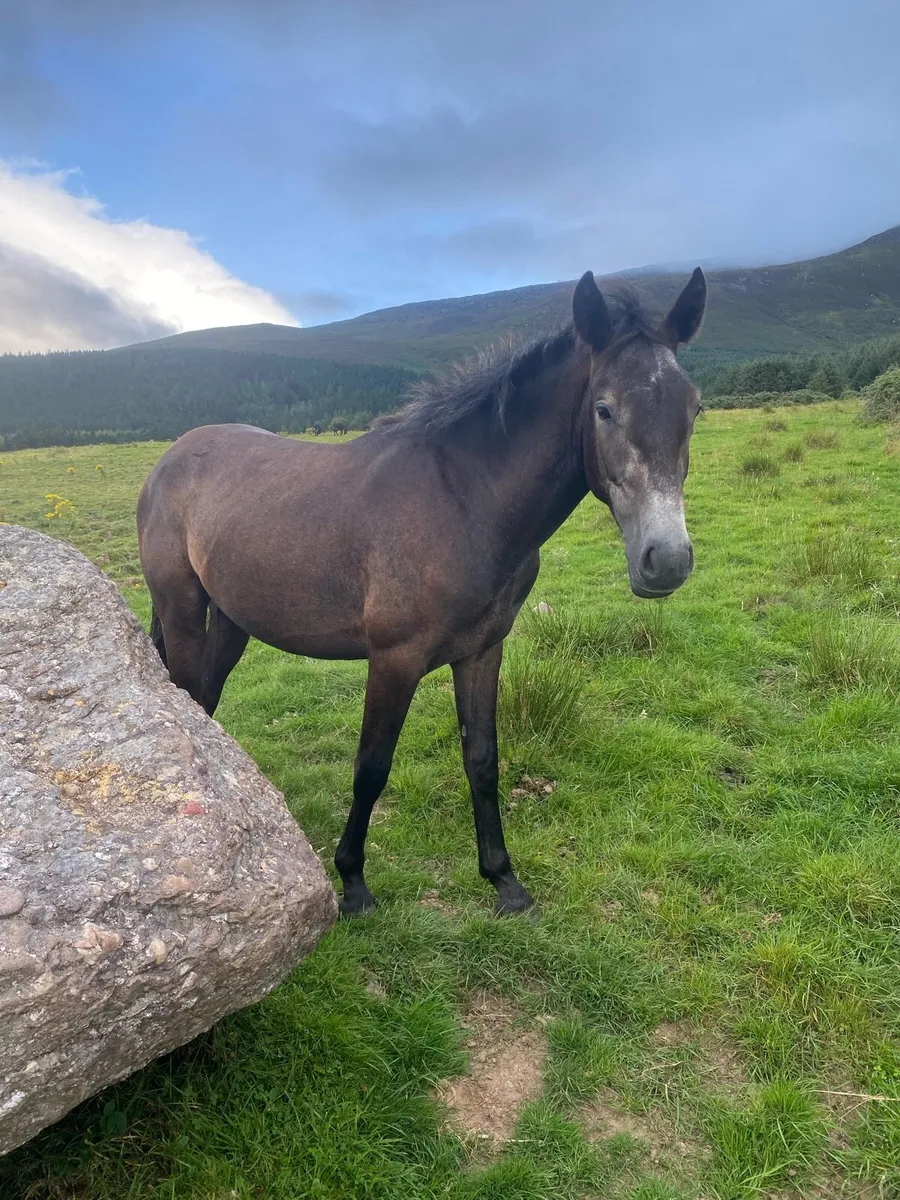 2 year old Connemara Gelding - Image 1