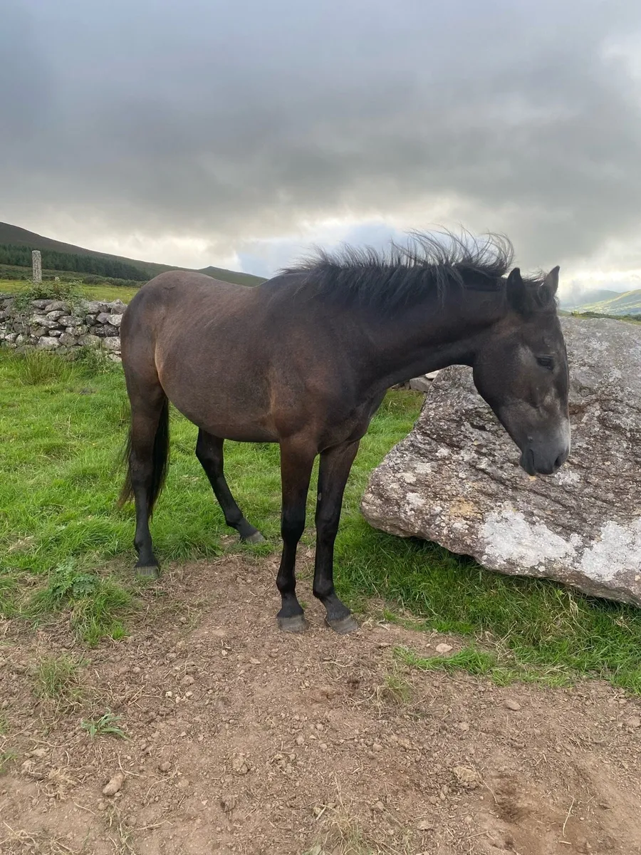 2 year old Connemara Gelding - Image 2