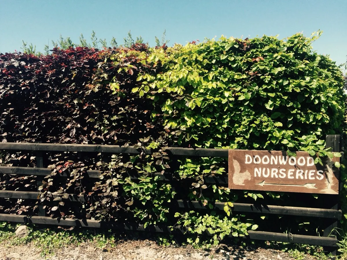 Hedging - Image 4