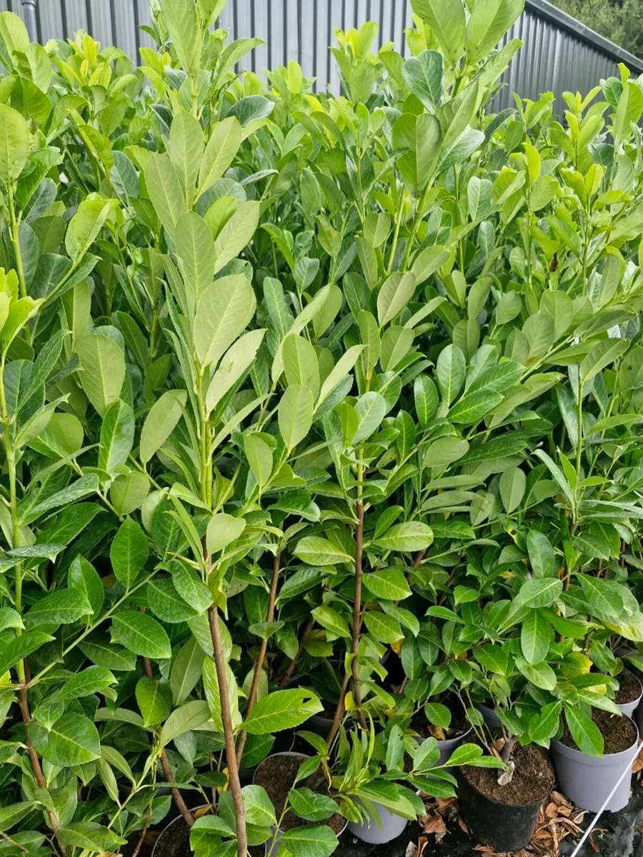 Large potted laurels for sale - Image 1