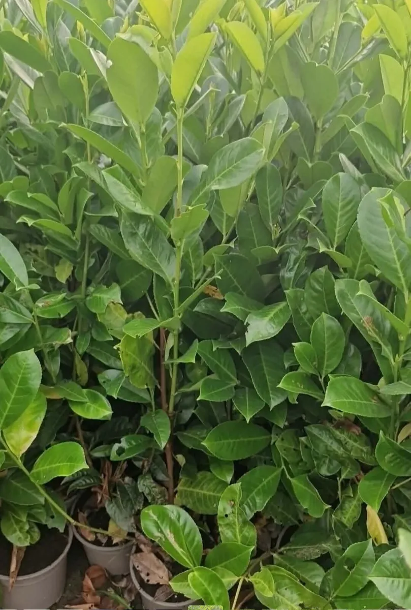 Large potted laurels for sale - Image 2