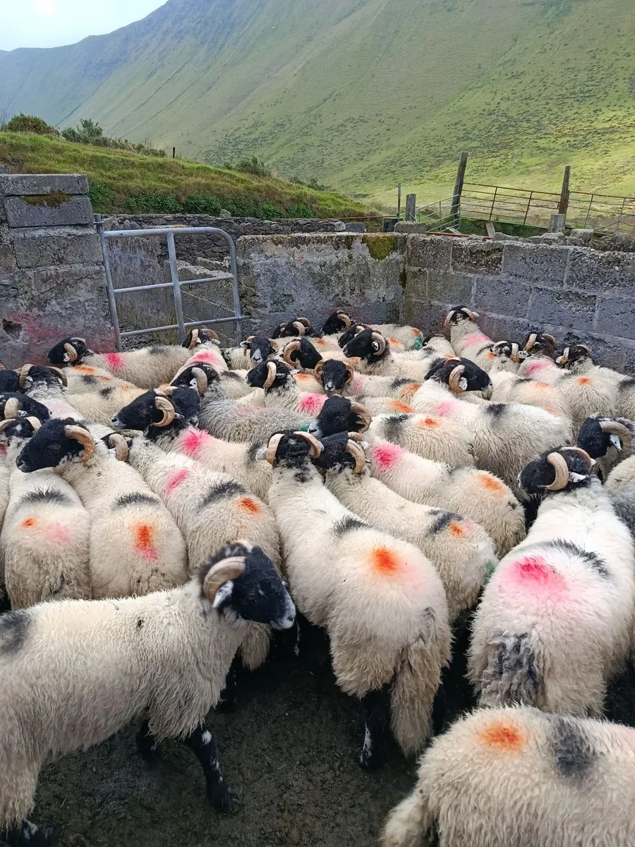 Swaledale ram lambs - Image 4