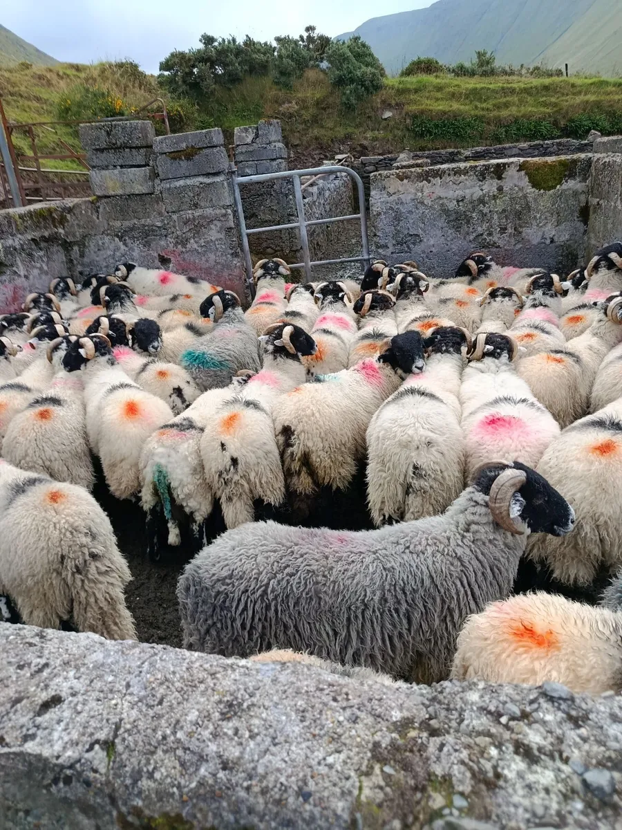 Swaledale ram lambs - Image 2