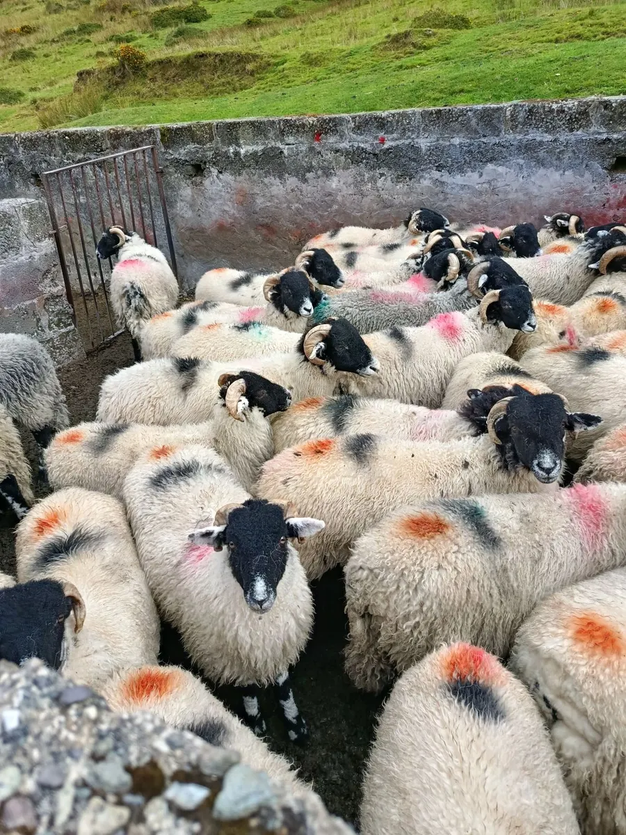 Swaledale ram lambs - Image 3