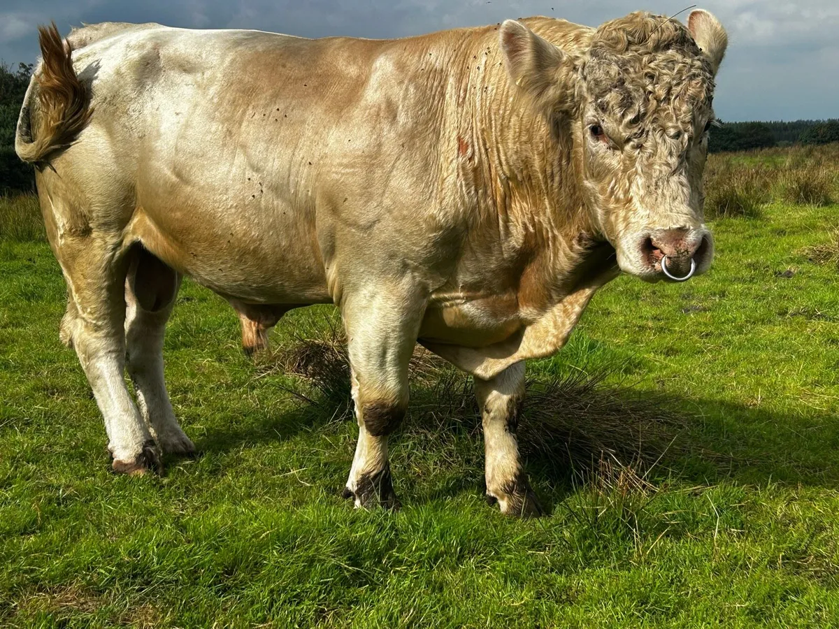 4 Star Genotyped LZF Bred Charolais Bull - Image 2