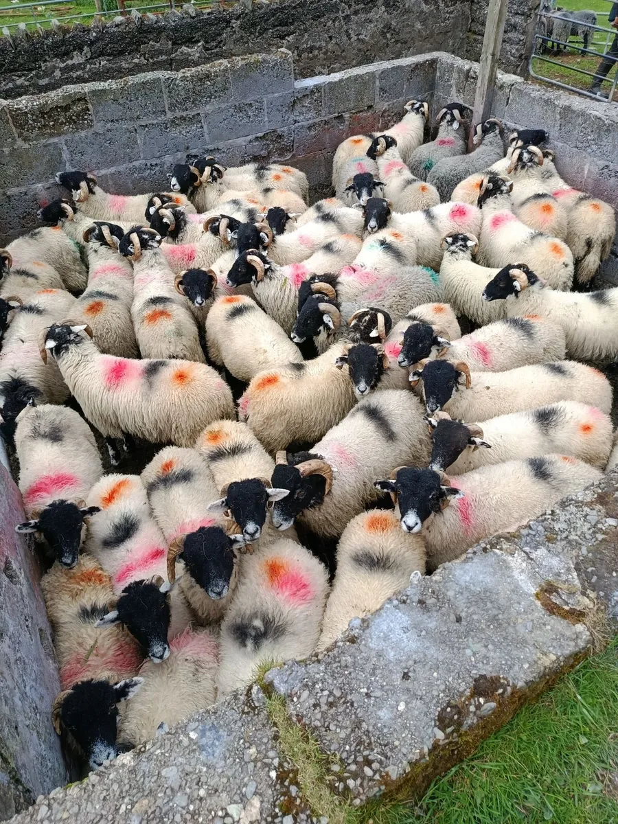 Swaledale ram lambs - Image 1