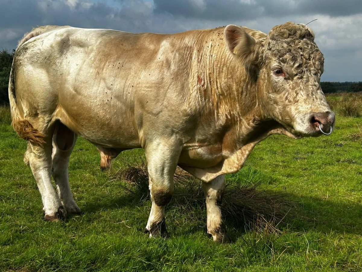 4 Star Genotyped LZF Bred Charolais Bull - Image 4