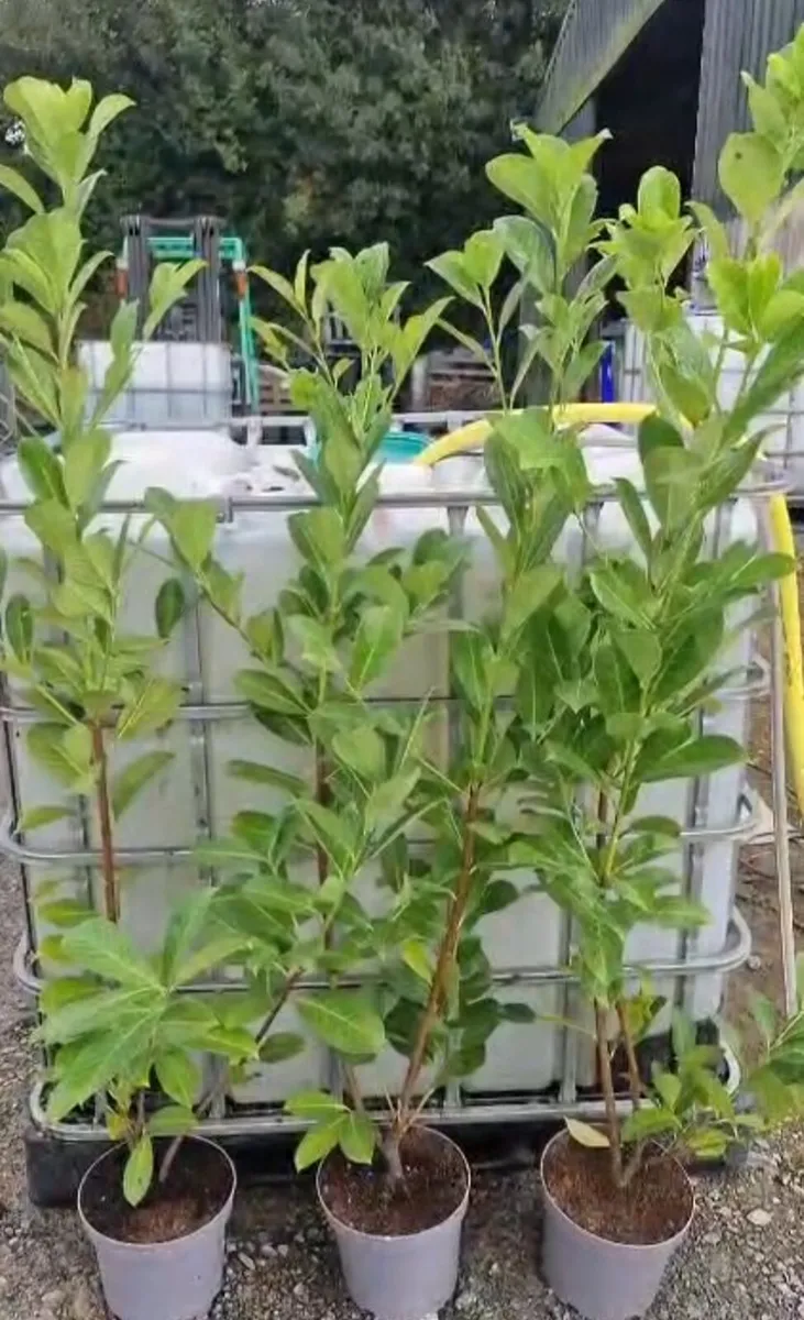 Large potted laurels for sale - Image 3