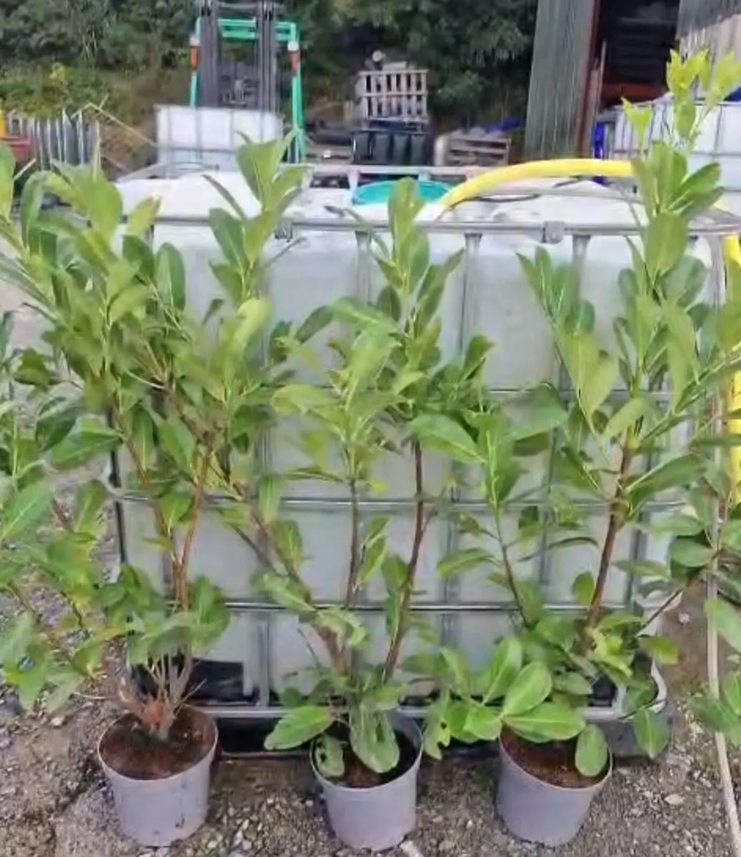 Large potted laurels for sale - Image 4