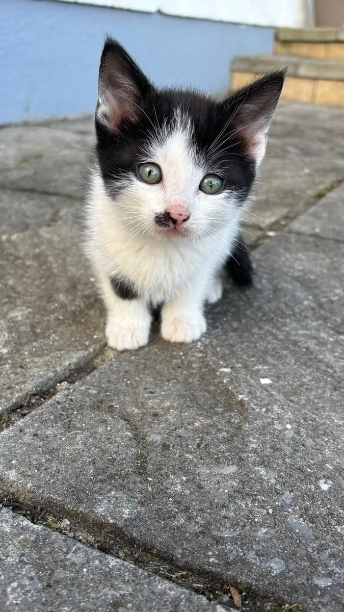 Kittens - Image 1