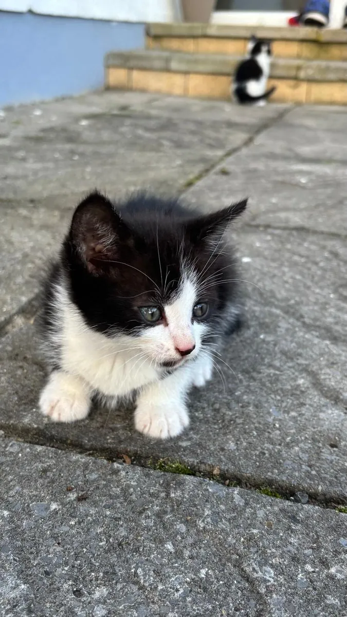 Kittens - Image 2