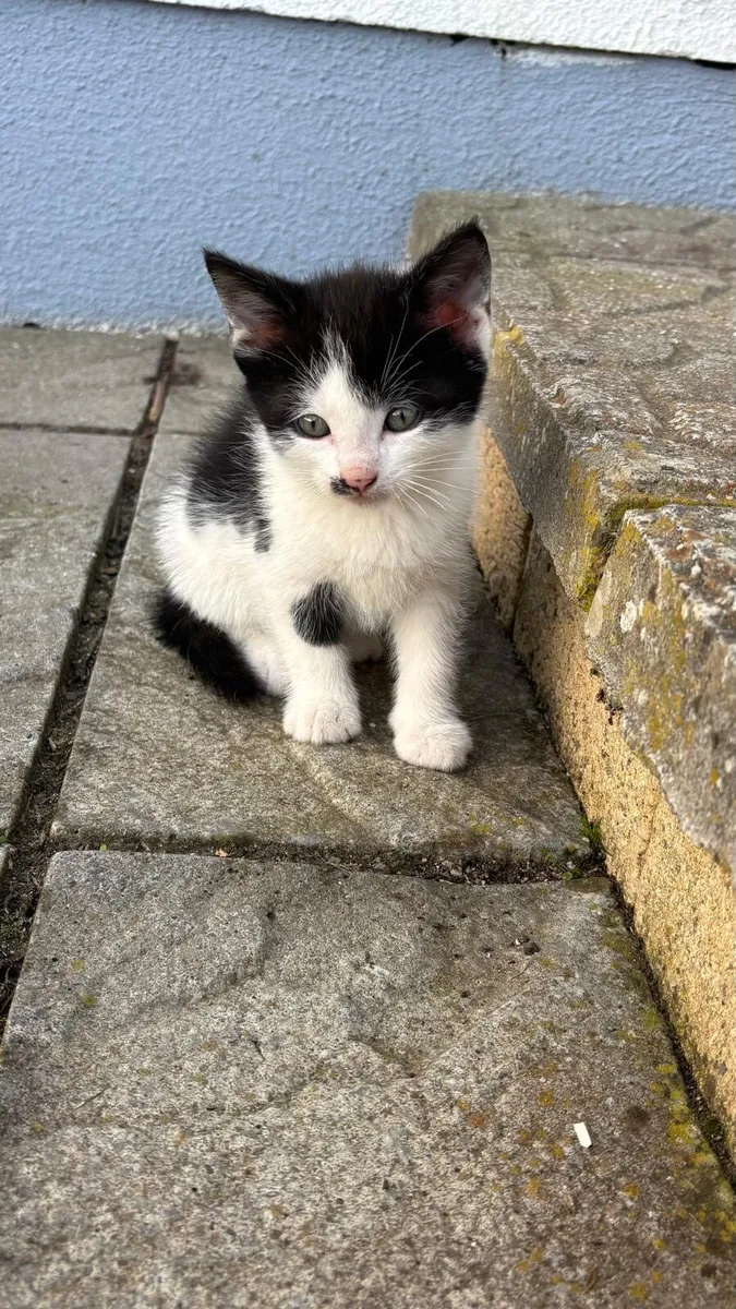 Kittens - Image 3