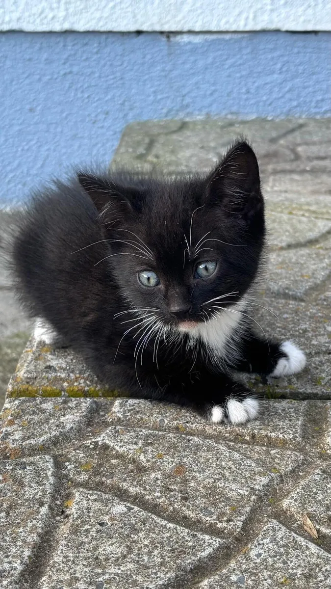 Kittens - Image 4