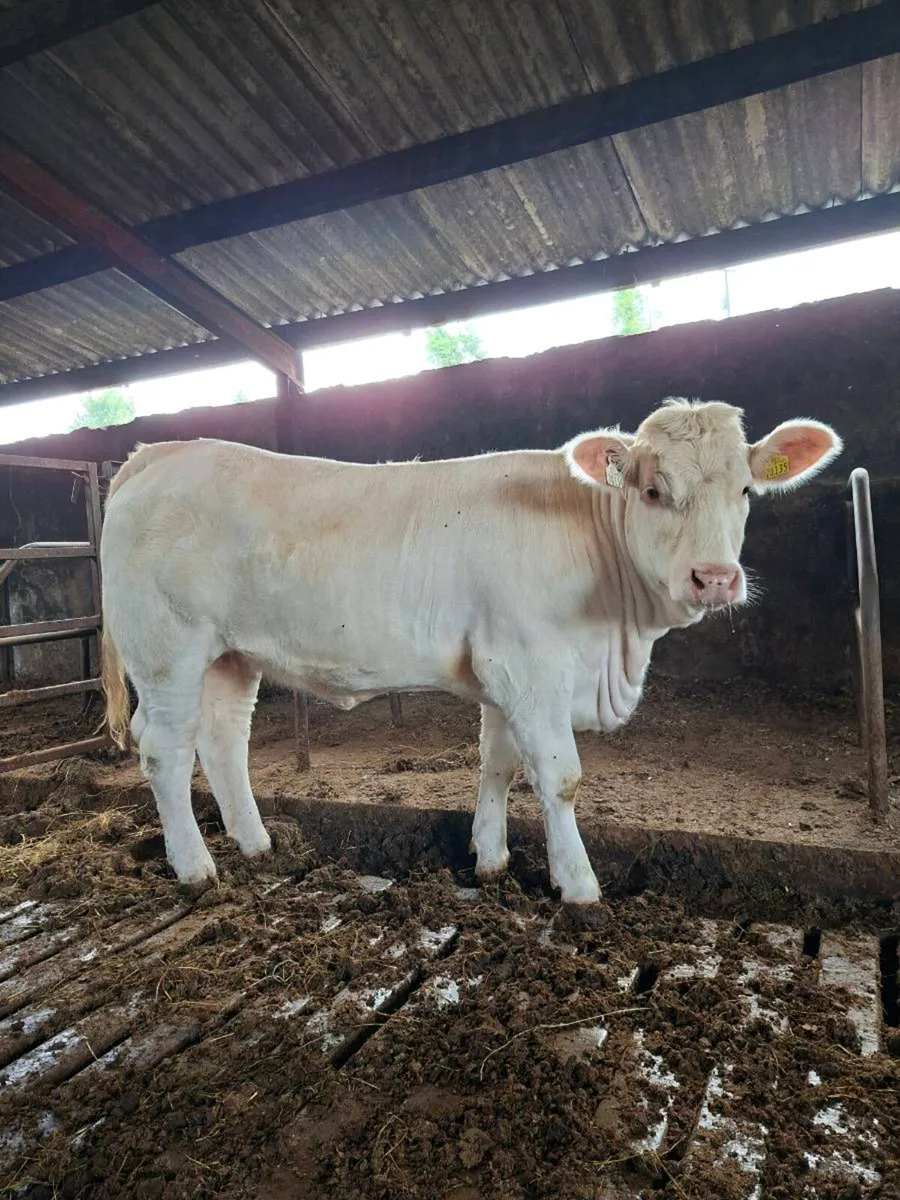 15 month old PBR Charolais heifer - Image 1