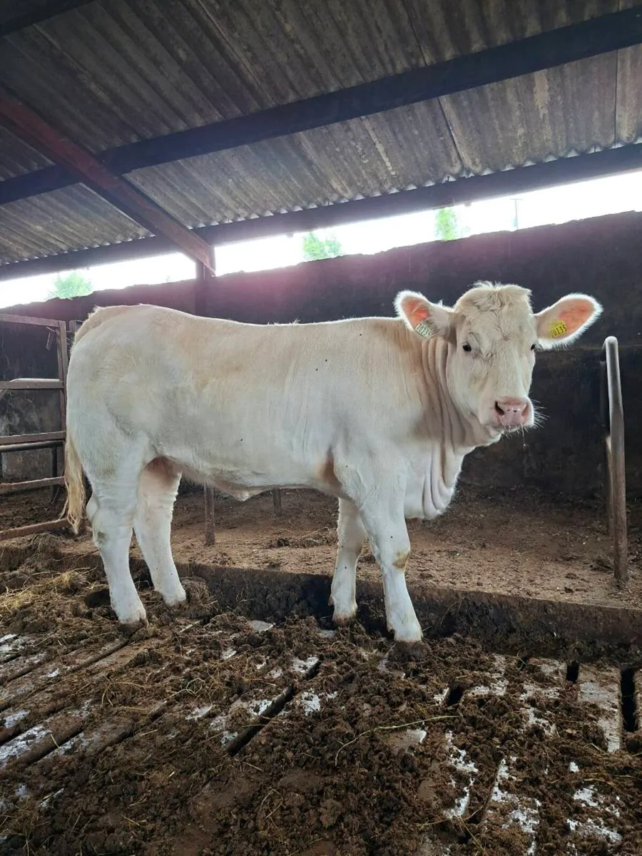 15 month old PBR Charolais heifer - Image 3