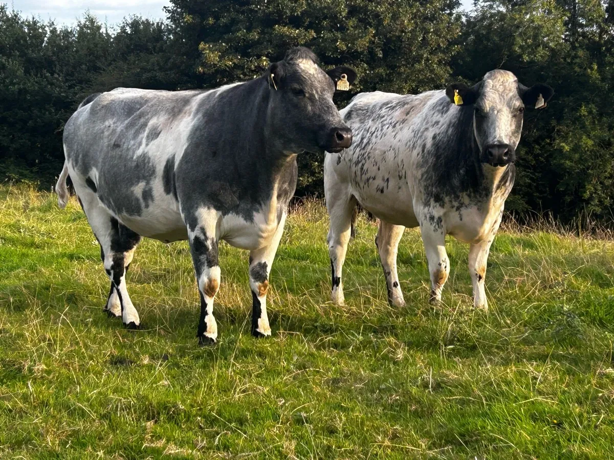 Two Super 5 Star In-Calf Blue Heifers - Image 2