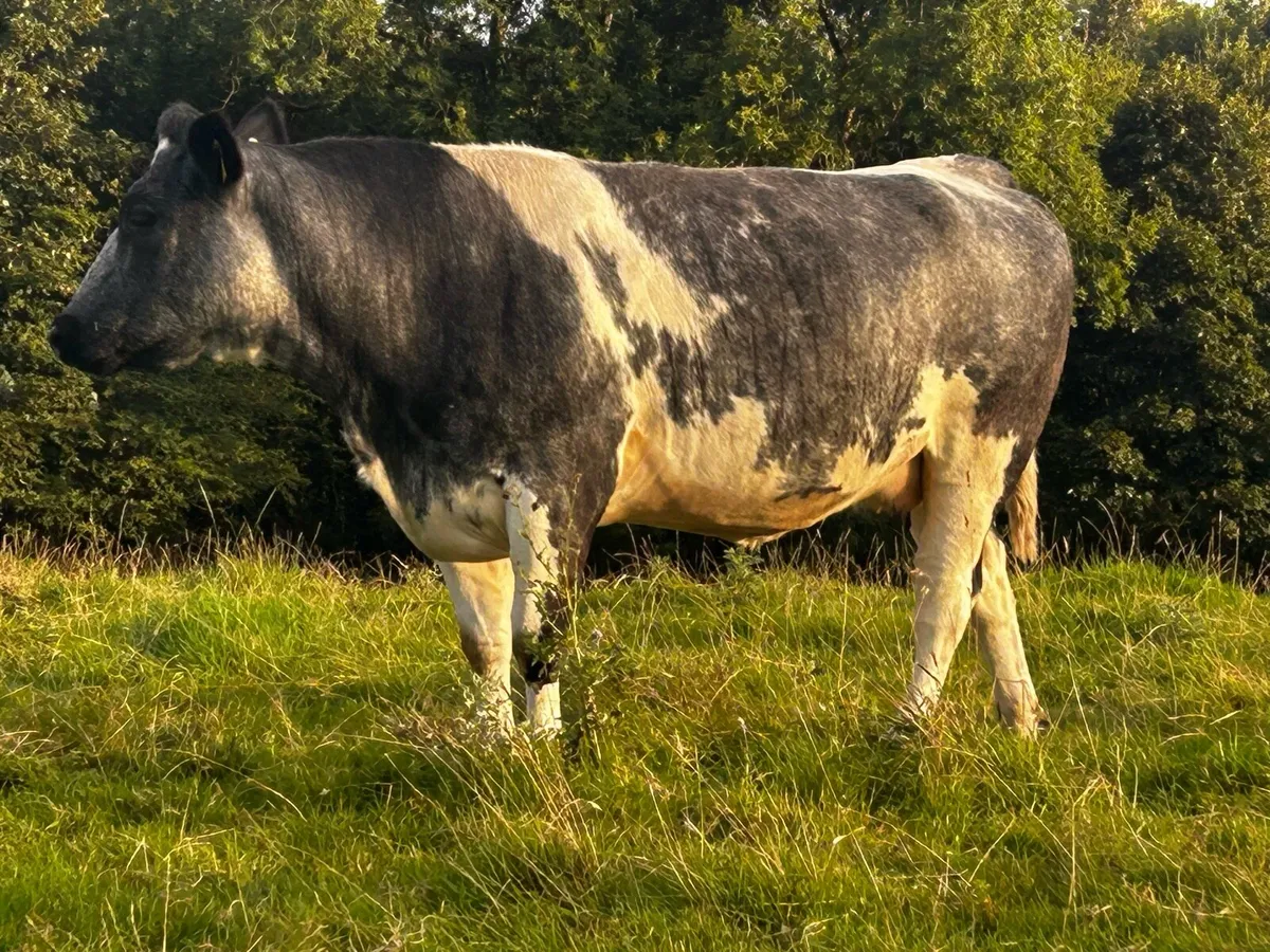 Two Super 5 Star In-Calf Blue Heifers - Image 3