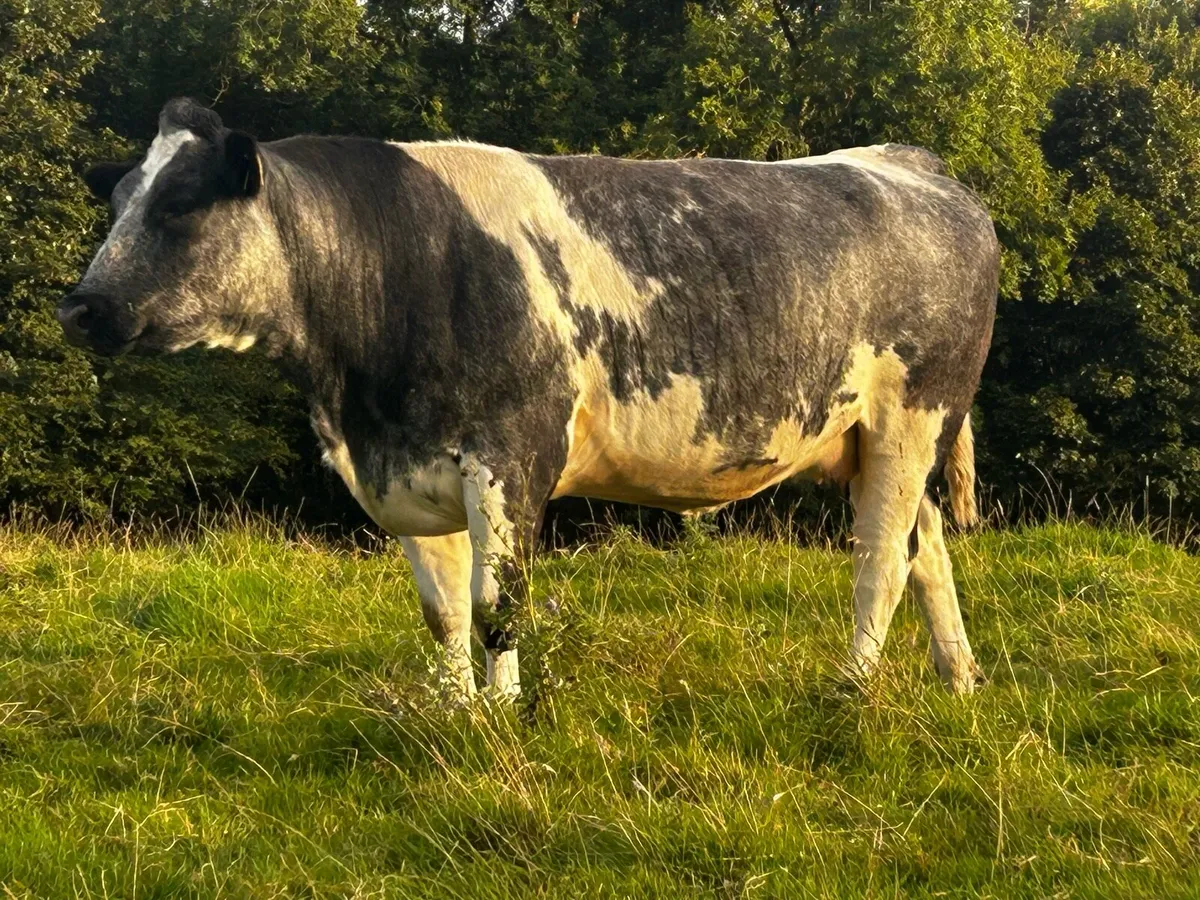 Two Super 5 Star In-Calf Blue Heifers - Image 4