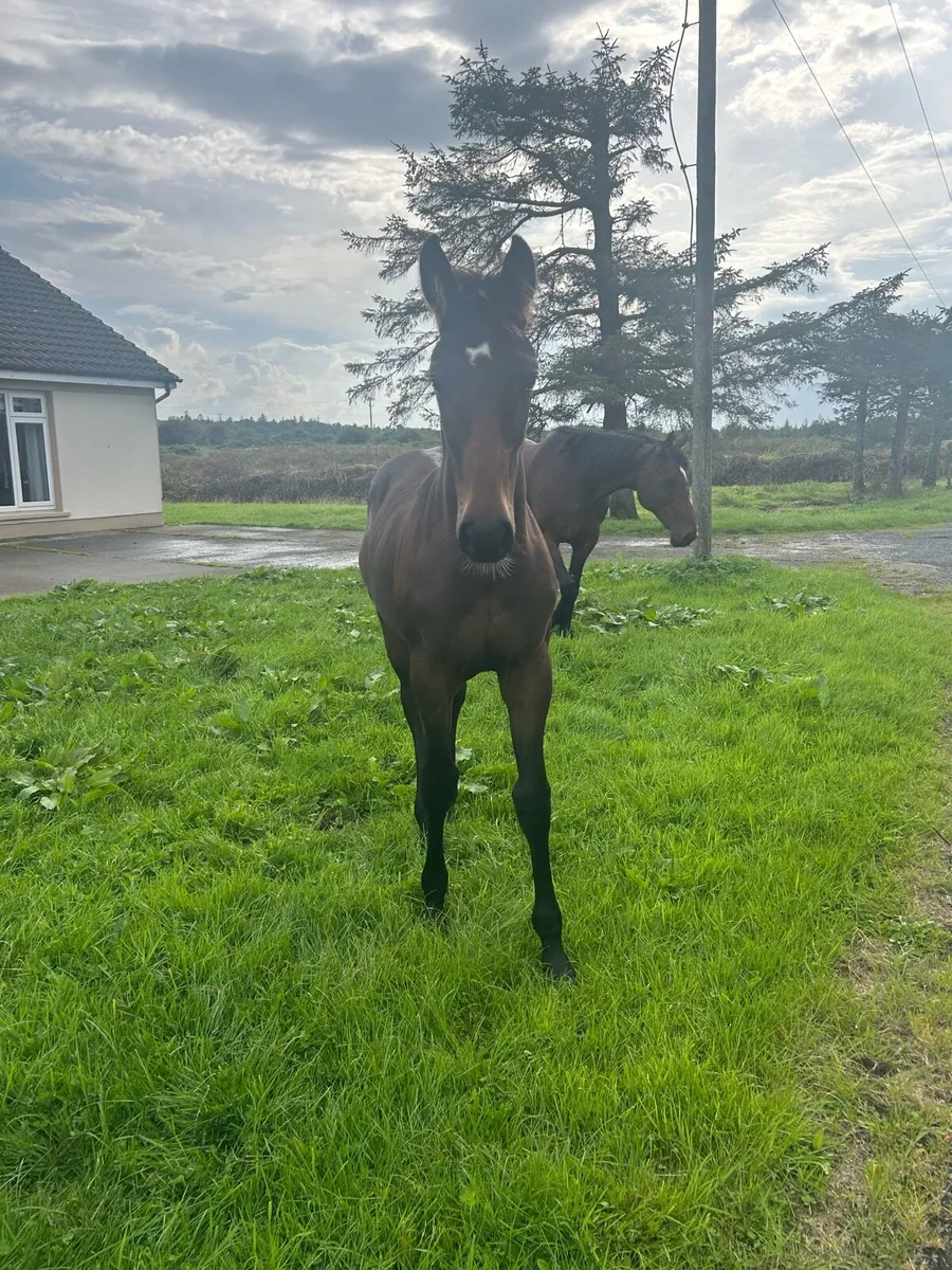 Horse - Image 1