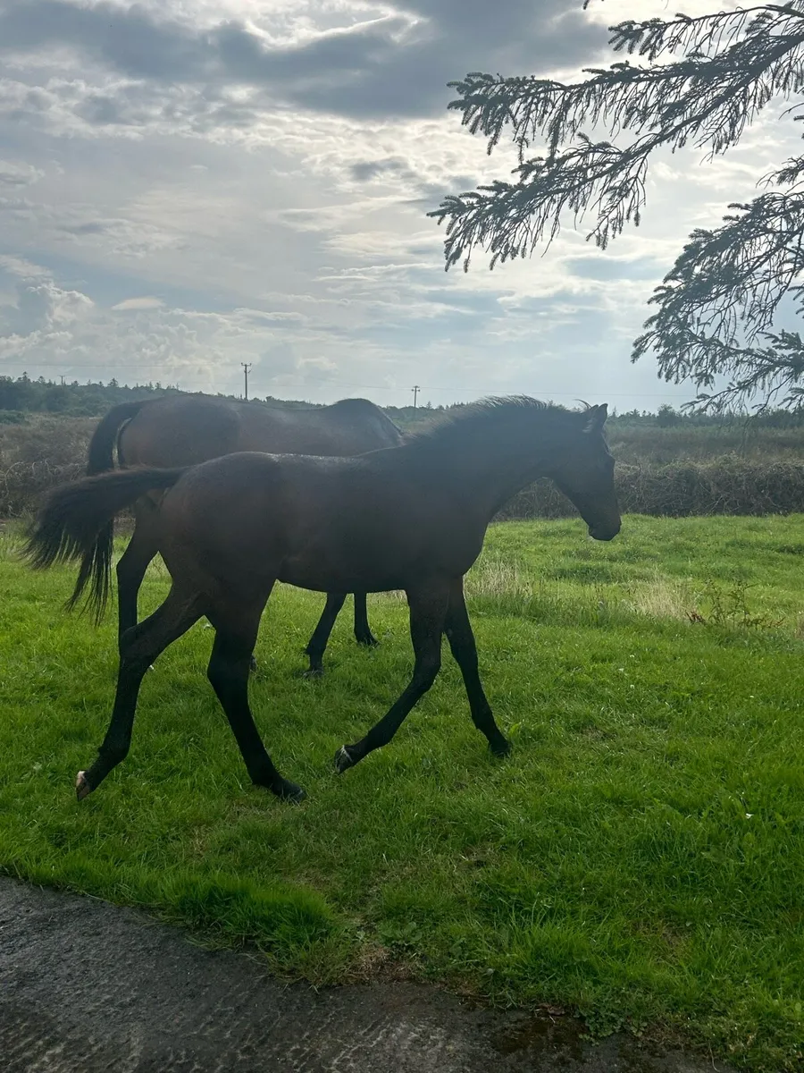 Horse - Image 2